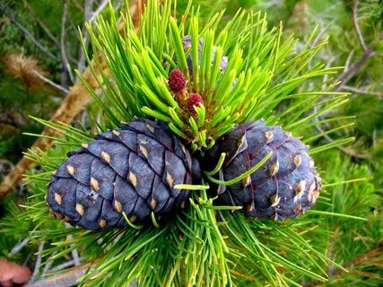 Мастурбация жыныс мүшесін үлкейте ме?