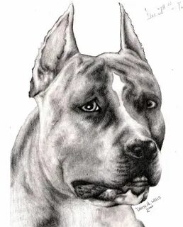 Бойцовские рисунки