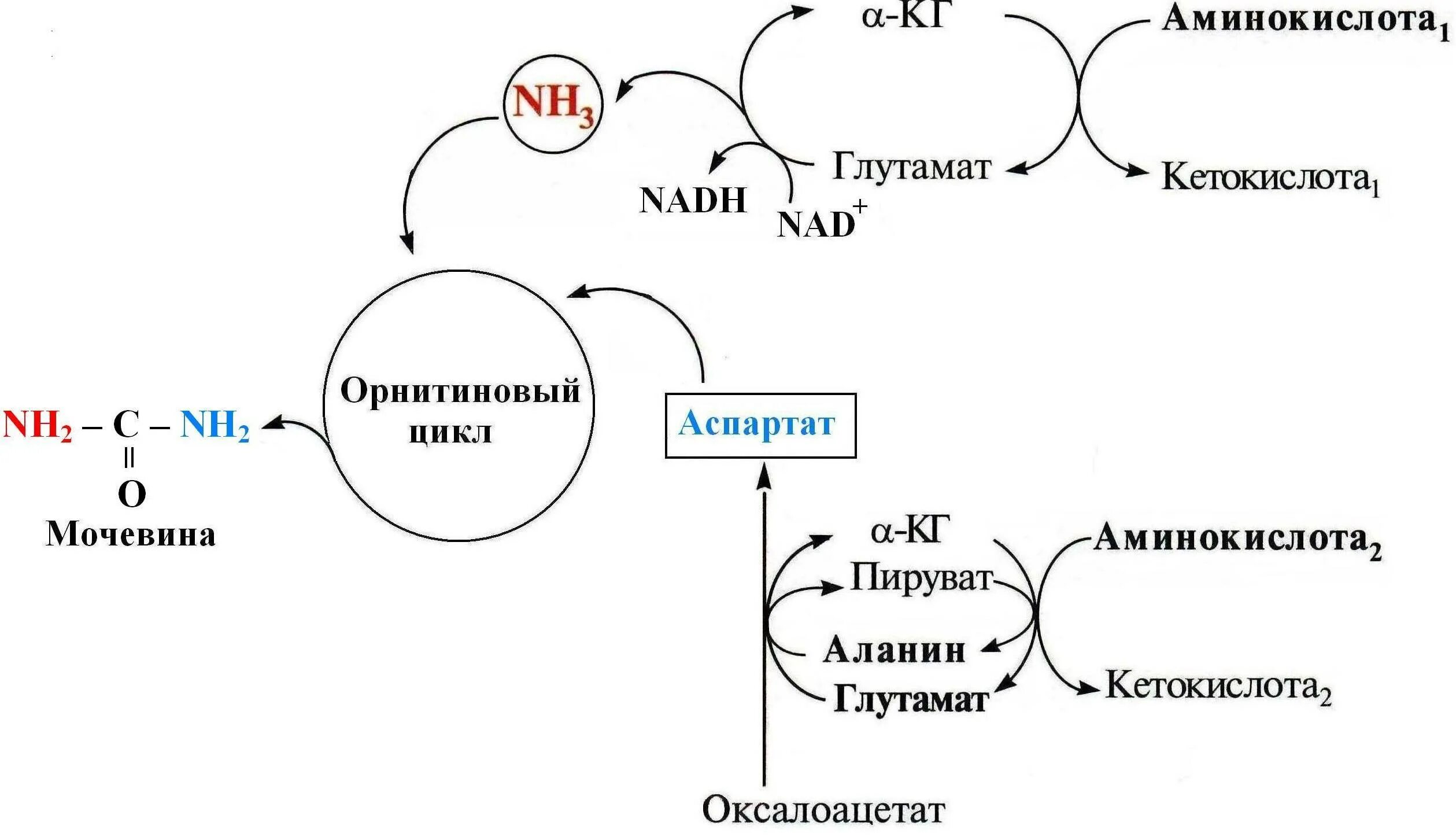 Орнитиновый цикл синтеза мочевины. Синтез аминокислоты аргинина цикл мочевинообразования. Метаболические блоки орнитиновый цикл. Схема орнитинового цикла синтеза мочевины. Реакции образования циклов