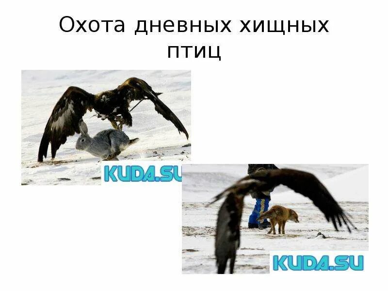 5 дневных хищников. Дневные хищные птицы представители. Значение дневных хищных птиц. Хищные птицы презентация. Дневные хищники приспособление.