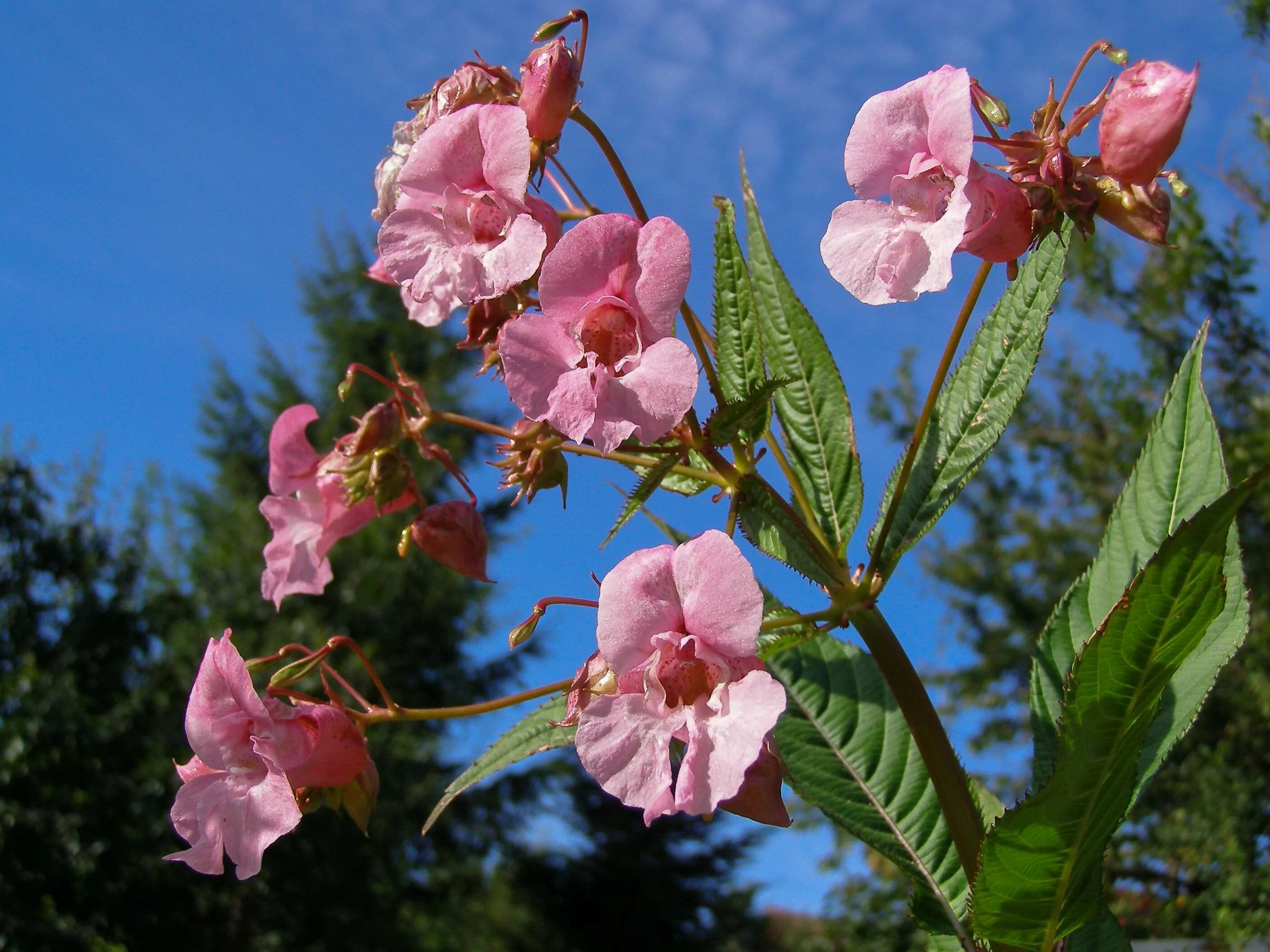 Недотрога бальзаминовая (бальзамин). Недотрога железистая (Impatiens glandulifera). Бальзамин недотрога дикий. Бальзамин железконосный – Impatiens glandulifera (Бальзаминовые). Сладкий неприятный