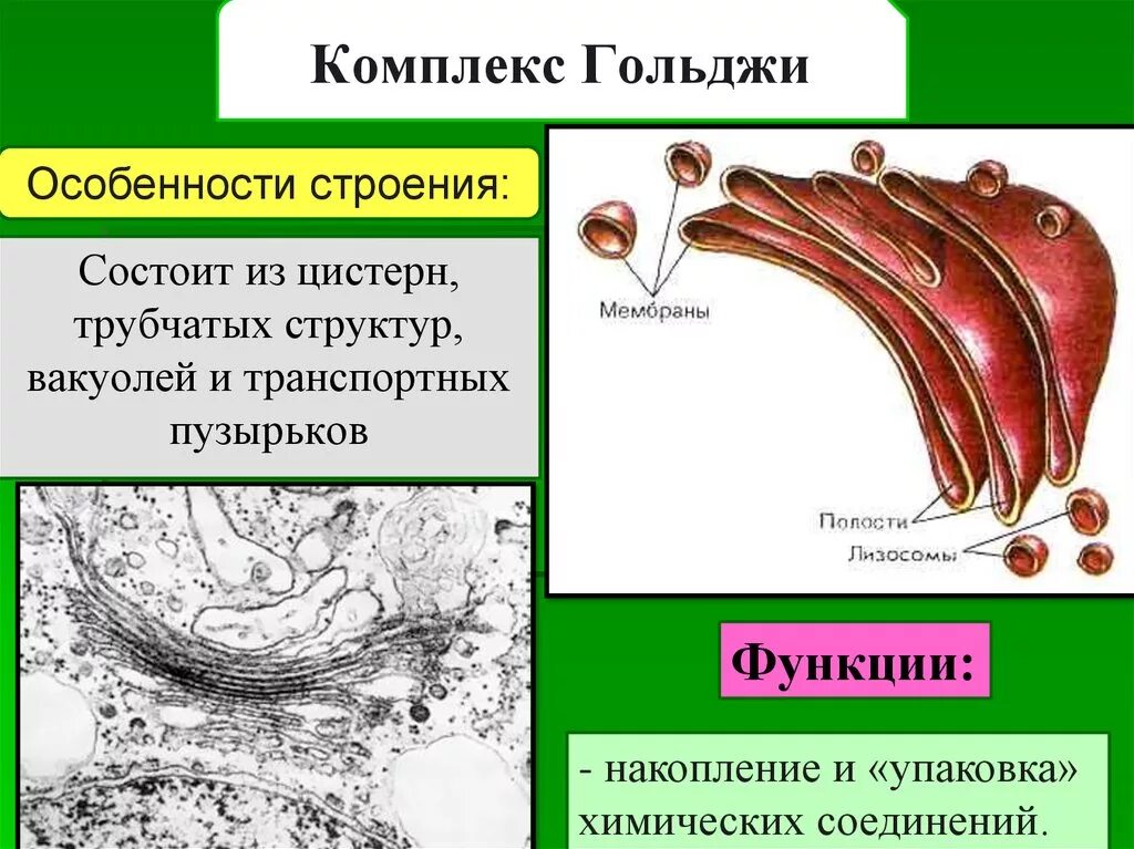 Выполняет секреторную функцию аппарат гольджи. Строение аппарата Гольджи и ее функции. Аппарат Гольджи строение и функции. Комплекс Гольджи строение и функции. Вакуоли комплекс Гольджи лизосомы 10 класс.