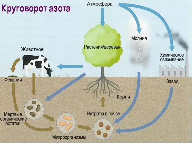 Организмы разрушающие органические. Крговорот ахота в природе. Круговорот азота в природе схема. Ч, Хема круговорот азота в природе. Схема круговора ахота в природе.