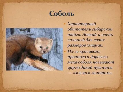 Сообщение о соболе