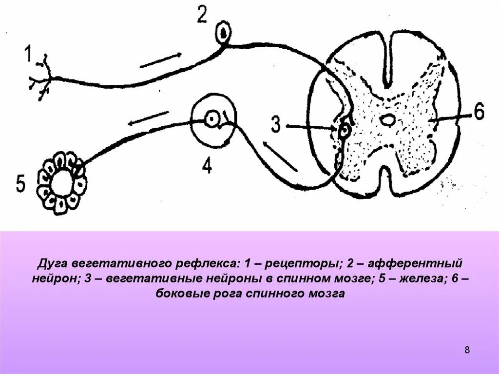 Схема рефлекторной дуги вегетативного рефлекса. Вегетативная рефлекторная дуга схема. Рефлекторная дуга вегетативного рефлекса. Рефлекторная дуга вегетативной нервной системы.