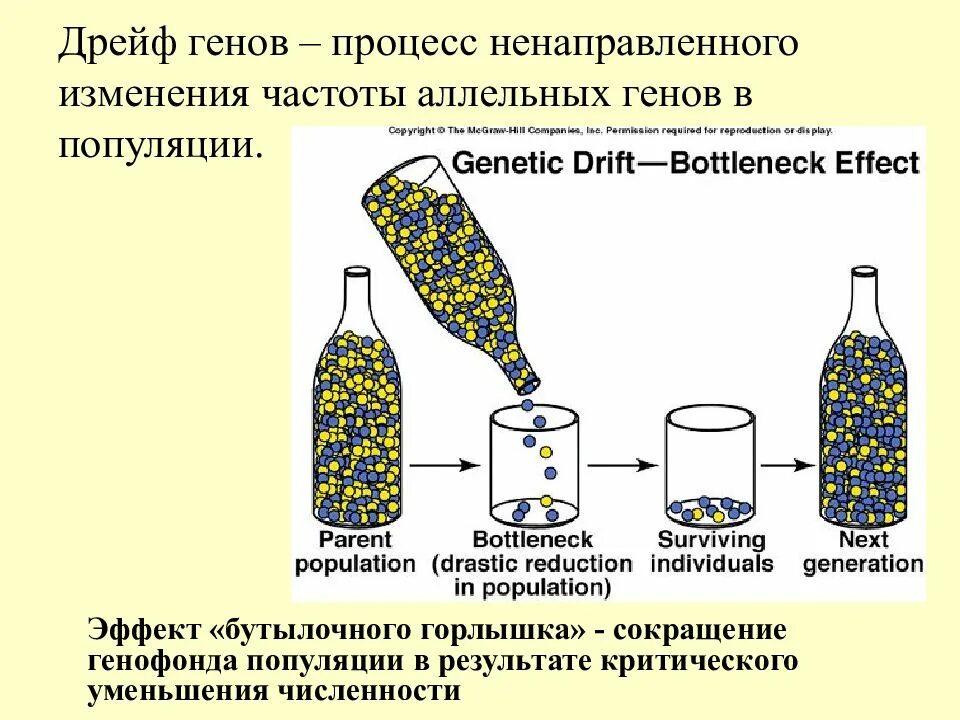Дрейф генов. Дрейф генов примеры. Примеры дрейфа генов в биологии. Эффект бутылочного горлышка.