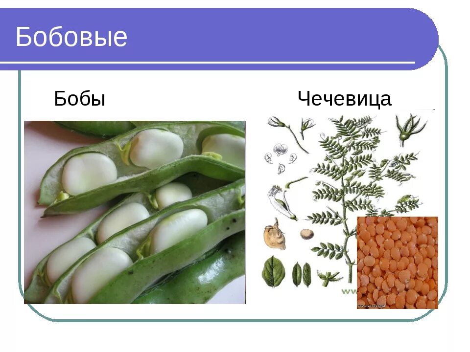 Семейство бобовых виды. Растения семейства бобовых. Представители бобовых растений. Растения из семейства Мотыльковые. Семейство бобовых чечевица.