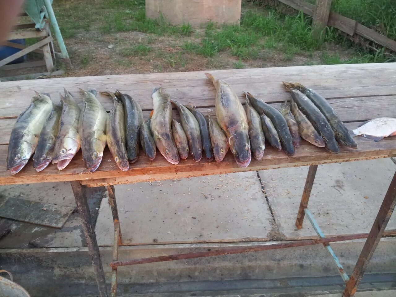 Прогноз погоды харабали на месяц. База ахтуба рыбалка 2022. Фактическая погода метеосводка. Прогноз погоды красноярск. Харабали 2020.