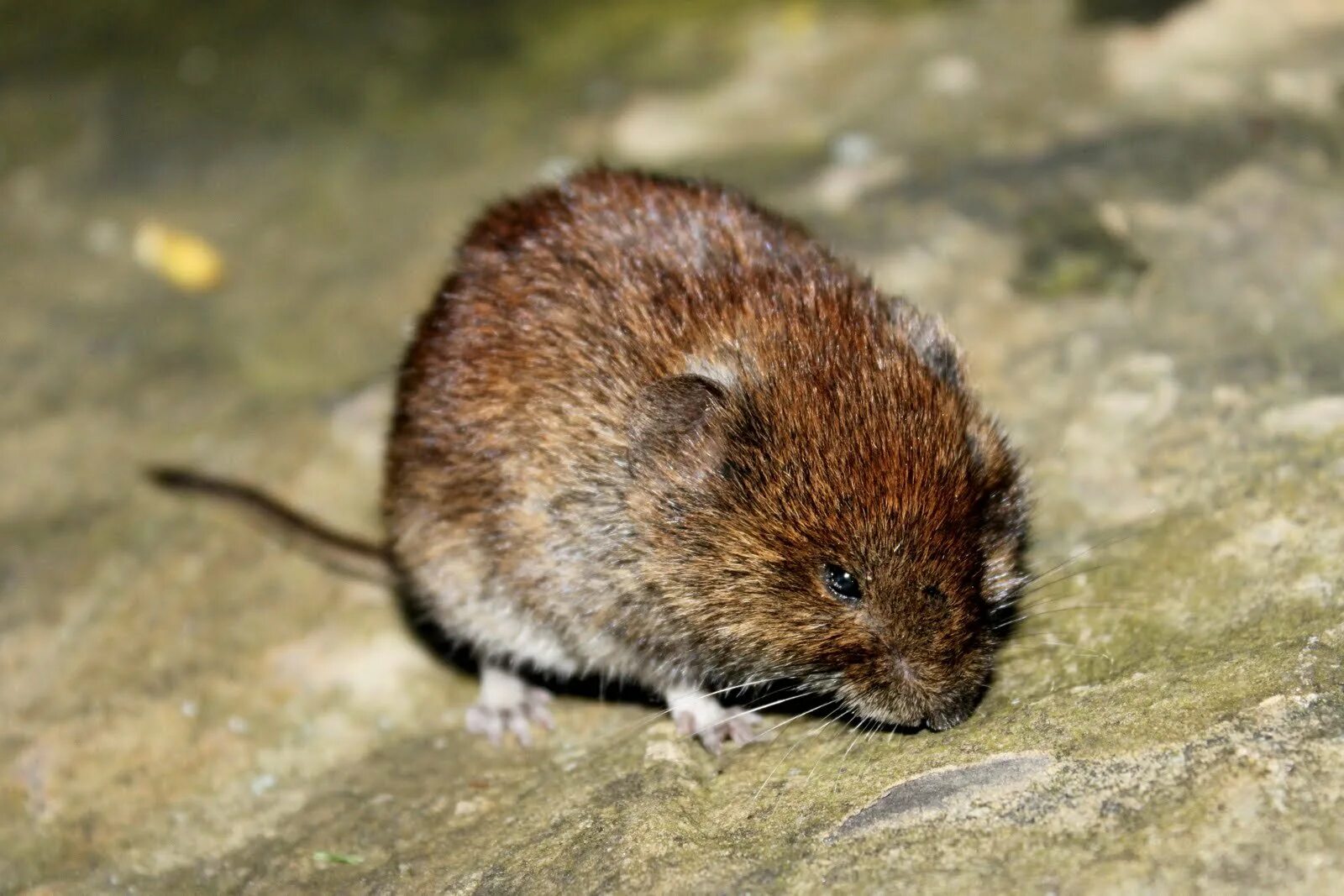 Полёвка-экономка microtus oeconomus. Гоби-алтайская полевка. Саламандра полевка новые горизонты. Водяная полевка фото. Баварская полёвка.