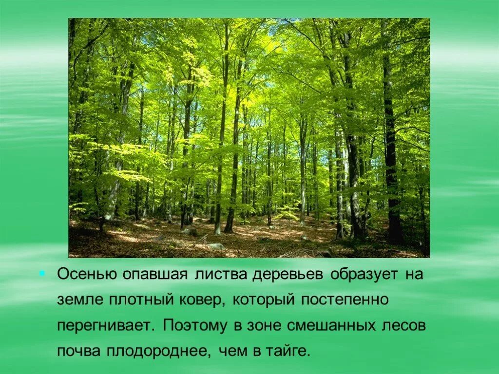 Урок лесная зона. Презентация на тему лес. Рассказ о лесе. Доклад про лес. Природные зоны леса.