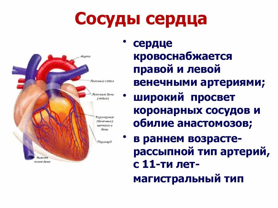 Сердце сердечно сосудистая система анатомия. Строение сердца коронарные сосуды. Сердечно сосудистая система сердце сосуды схема. Сердечно сосудистая система артерии и вены. Насколько сердце
