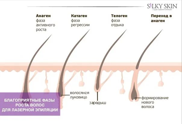 Фазы роста волос анаген. Катаген фаза роста волос. Фазы роста волоса фолликул. Рост ресниц анаген катаген телоген. Рост волоса происходит за счет