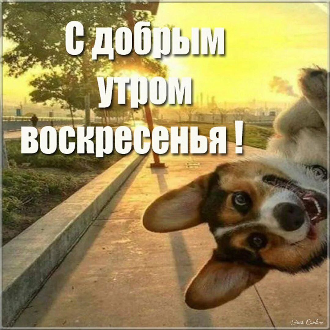 Это воскресное Утро обязательно будет добрым! Картинки с пожеланиями Милые откры