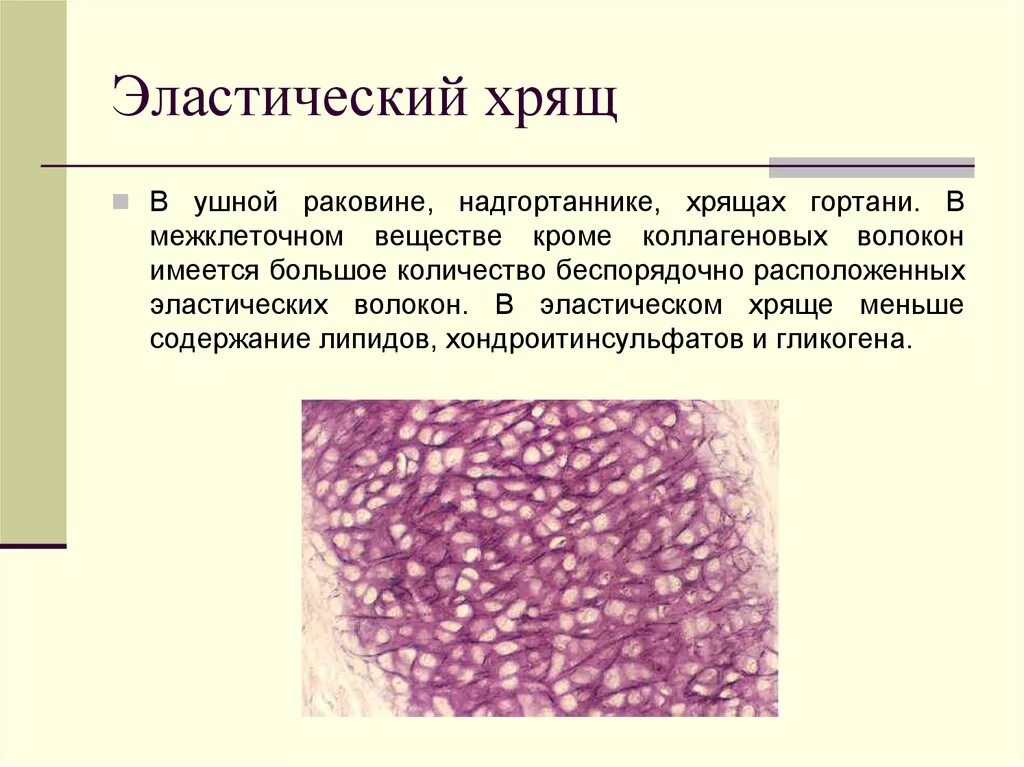 Эластический хрящ строение и функции. Эластичная хрящевая ткань функции. Эластическая хрящевая ткань функции. Эластическая хрящевая ткань строение.