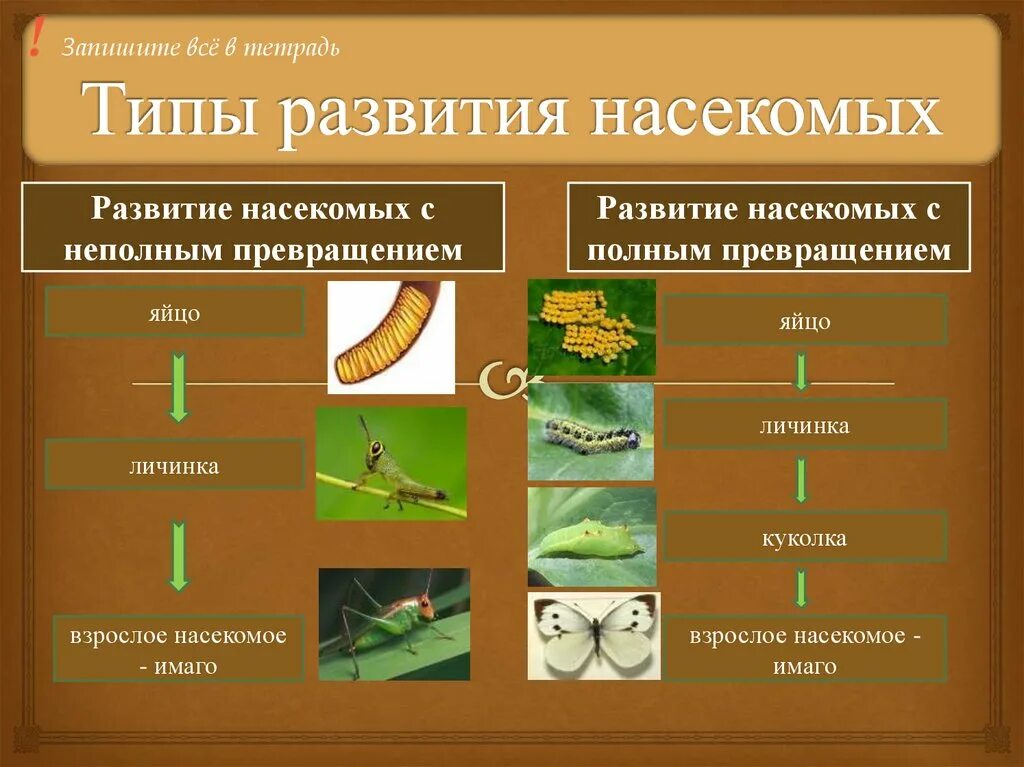 Полное превращение насекомых таблица. Схема развития насекомых. Типы развития насекомых. Стадии развития насекомых. Развитие насекомых с полным и неполным превращением.