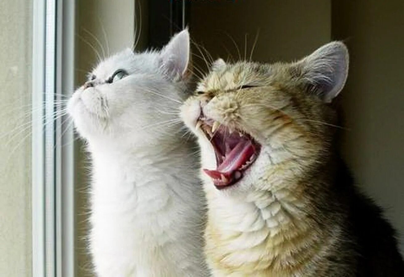 Говорящие смешные кошки. Анекдоты про кошек. Котики болтают. Смешные анекдоты с котами. Два кота.