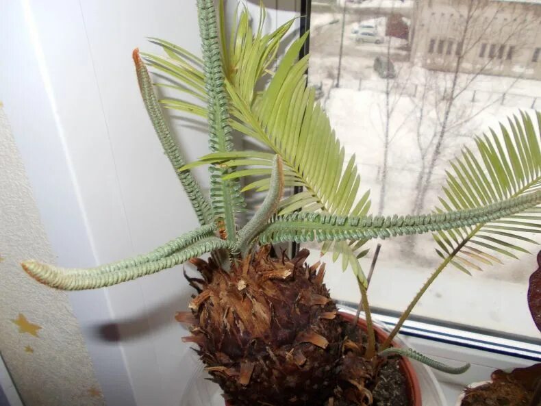 Пересадить цикас. Пересадить цикас. Луковицы цикас. Цикас размножение. Пересадить цикас.