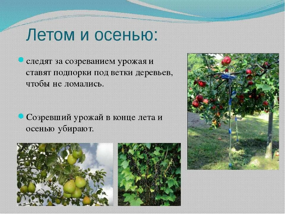 Сообщение про сад. Сообщество сад. Сад для презентации. Описание сада. Сообщение про сад.