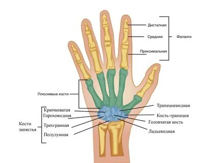 Устройство большого пальца