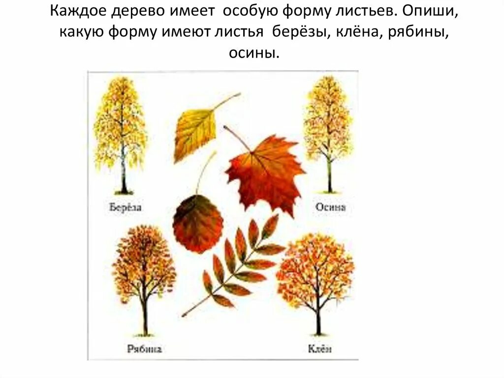 Деревья береза клен рябина. Лист березы осины клена рябины. Листья деревьев осенью с названиями. Какую форму имеет лист березы. Листья деревьев береза.