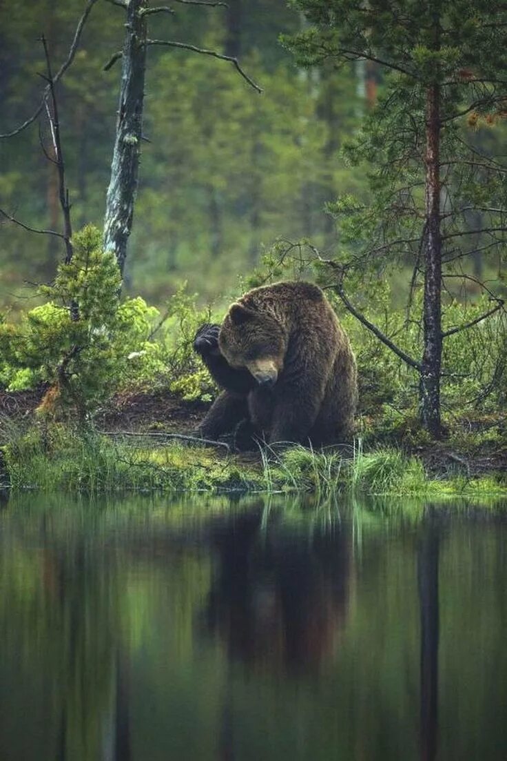 Лось таганай. Дикая природа 4. Дикая природа 4. Дикая природа 4. Дикие звери.