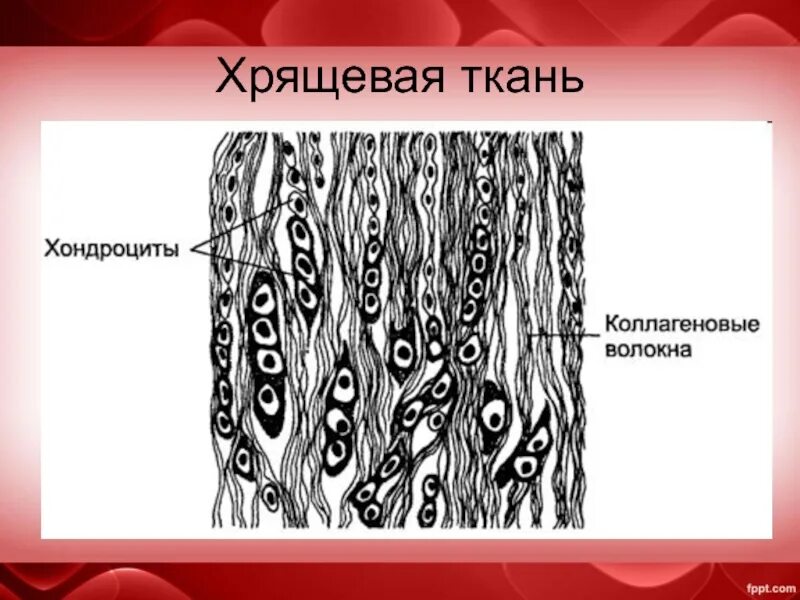 Ткань строение рисунок. Коллагеновые волокна хрящевой ткани. волокнистый хрящ коллагеновые волокна. хрящевая ткань строение рисунок. хрящевая волокнистый хрящ.
