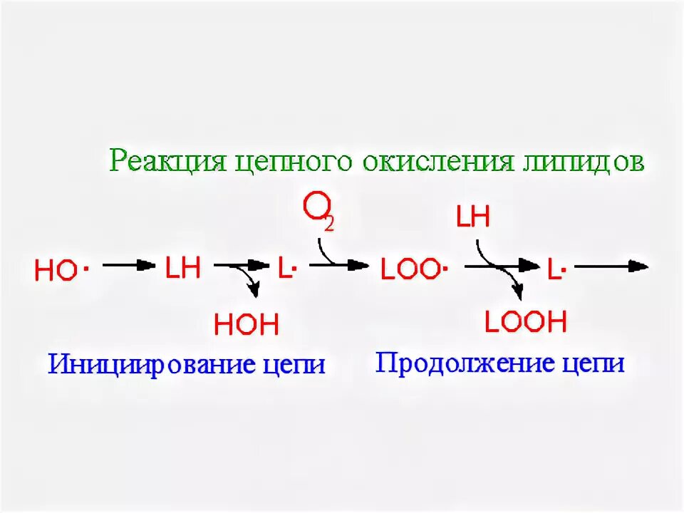 Пол липидов. Механизм перекисного окисления липидов. Стадии перекисного окисления липидов. Этапы перекисного окисления липидов. Перекисное окисление липидов схема.