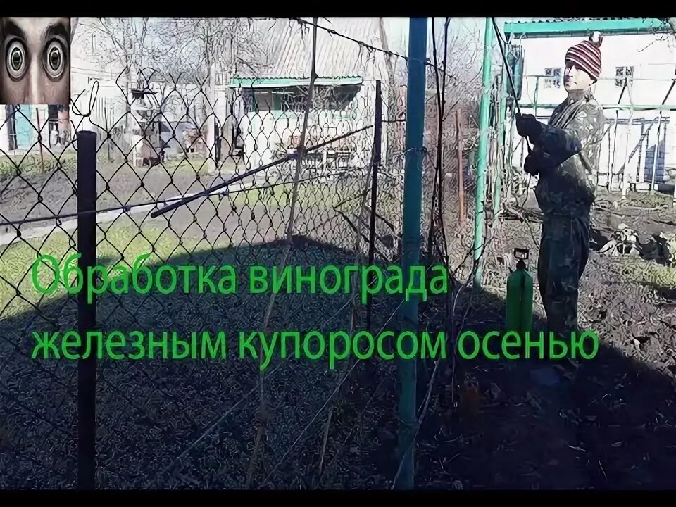 Опрыскивание винограда. Обработка винограда купоросом осенью. Медный купорос для обработки винограда. Обработка винограда купоросом осенью. Обработка винограда купоросом осенью.