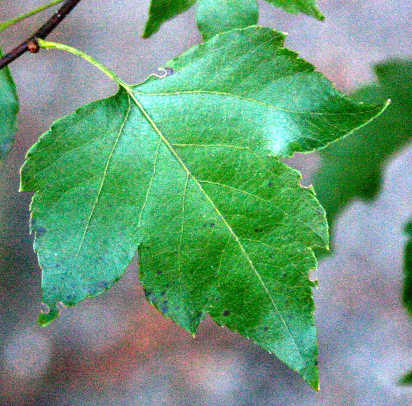 клён максимовича. боярышник обыкновенный листья. форма листьев боярышника. Crataegus submollis. форма листьев боярышника.