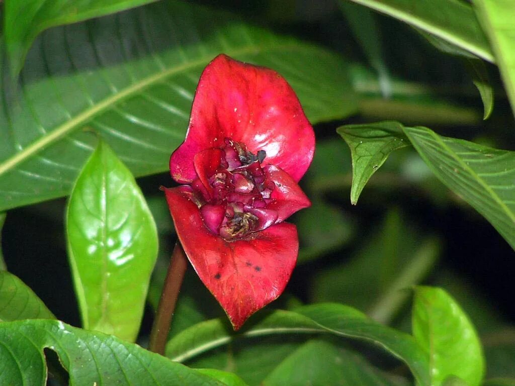 Этот цветок называется элата. Psychotria elata. психотрия элата цветок. психотрия элата (psychotria elata).