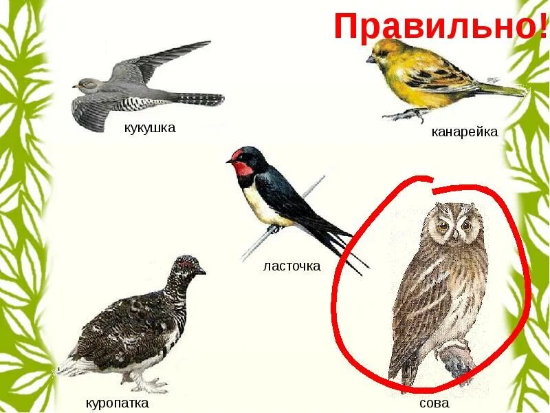 Не слышно птиц. Не слышно птиц