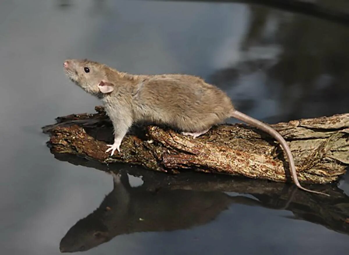 Крыса домашняя. Военная крыса. Гамбийская крыса. Крыса на польском. Крыса на польском.