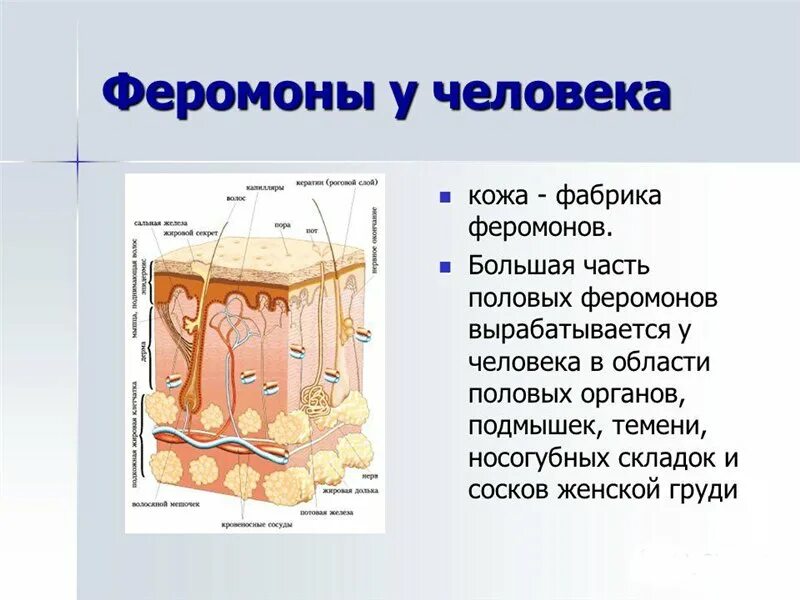 Феромоны человека. Феромоны у людей где выделяются. Выделение феромонов. Как человек выделяет феромоны. Как действуют феромоны на мужчин