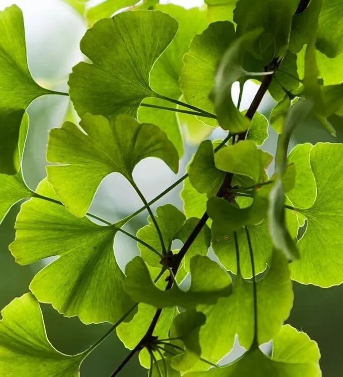 Листья гинкго купить. Гинкго билоба (Ginkgo Biloba). Гинкго двулопастный. Гинкго билоба дерево. Серебряный гинкго дерево.