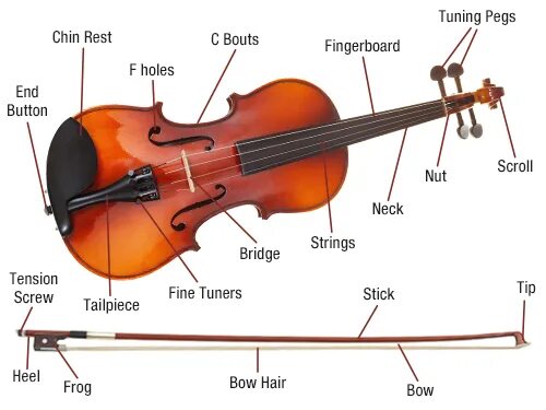 Violin диаграмма. Диаграмма скрипка. Скрипка лук. Parts of Violin and Bow. My brother played the violin