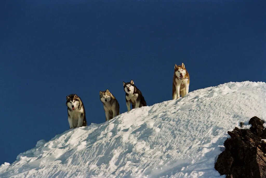 Белый поен. Белый плен (eight below) 2006. Белый плен кадры. Белый плен Кадр.