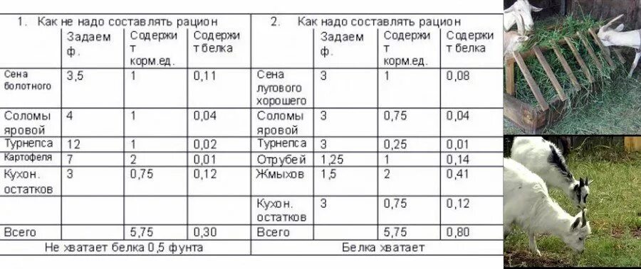 Дают ли молоко козлята. Кормление дойных коз таблица. Рацион питания для дойных коз. Рацион кормления молочных коз. Суточный рацион козы.