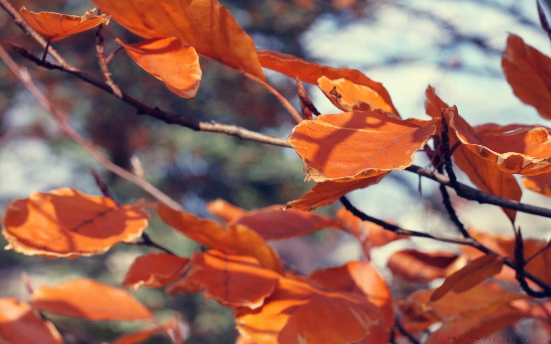 Ноябрь на английском. Септембер октобер. September october november картинки. Фон для календаря ноябрь. Осень в лесу.