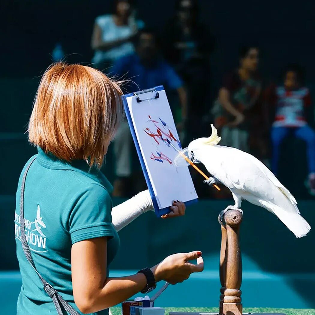 Dubai Bird show. Дубай птицы свободно. Stafford Bird show. Шарджа шоу в Birds of Prey в Кальбе Дубай.