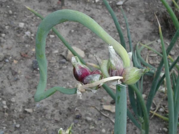 Лук многоярусный Allium proliferum. Лук Египетский многоярусный. Лук батун многоярусный. Лук многоярусный Ликова. Лук шагай