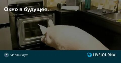 Свинка в окне