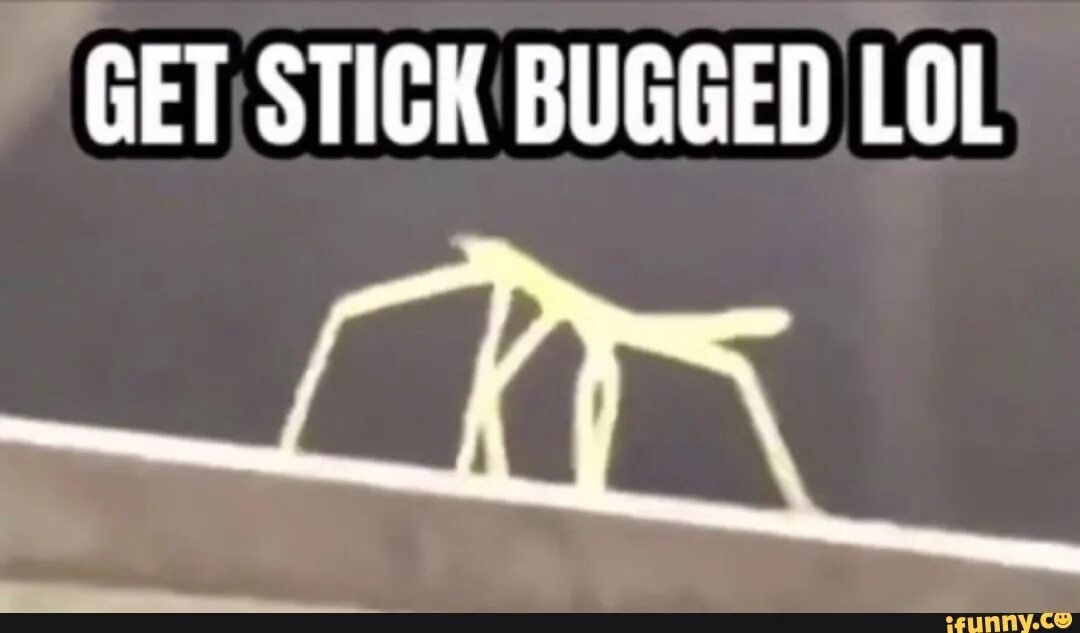 Стик баг. Stickbugged gif. Stick Bug.
