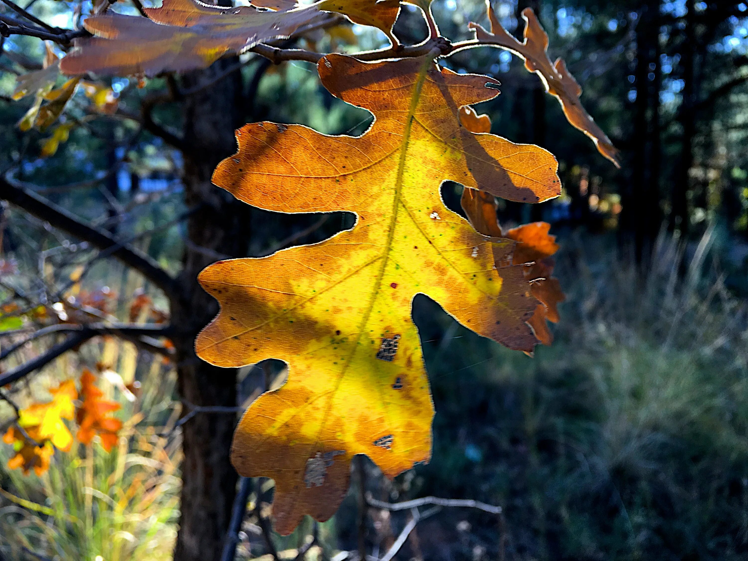 Листья клена и дуба. Осенний дуб. Осенний дубовый лист. Листья дуба осенью.