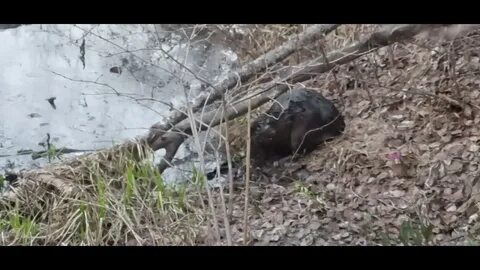 Плотина бобра видео