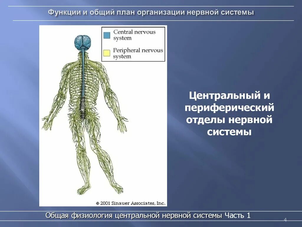 Отделы переверичес периферическая нервная система. Отделы нервной системы ЦНС ПНС. Схема центральной и периферической нервной системы с отделами. Общий план организации нервной системы физиология. Органы центральной и периферической нервной системы