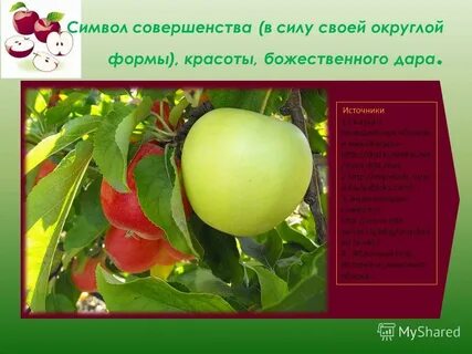 Яблоко это растение или нет