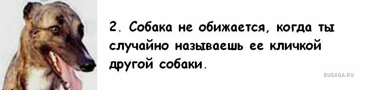 Женщин и собак обижать не. Собаку обидели. Почему собака лучше жены. Причины завести собаку а не парня. Почему собака лучше женщины.