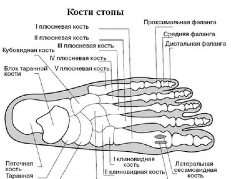 Фаланги стопы. Плюсневая кость стопы анатомия. Строение ступни человека кости. Название костей стопы человека. Кости стопы схема.