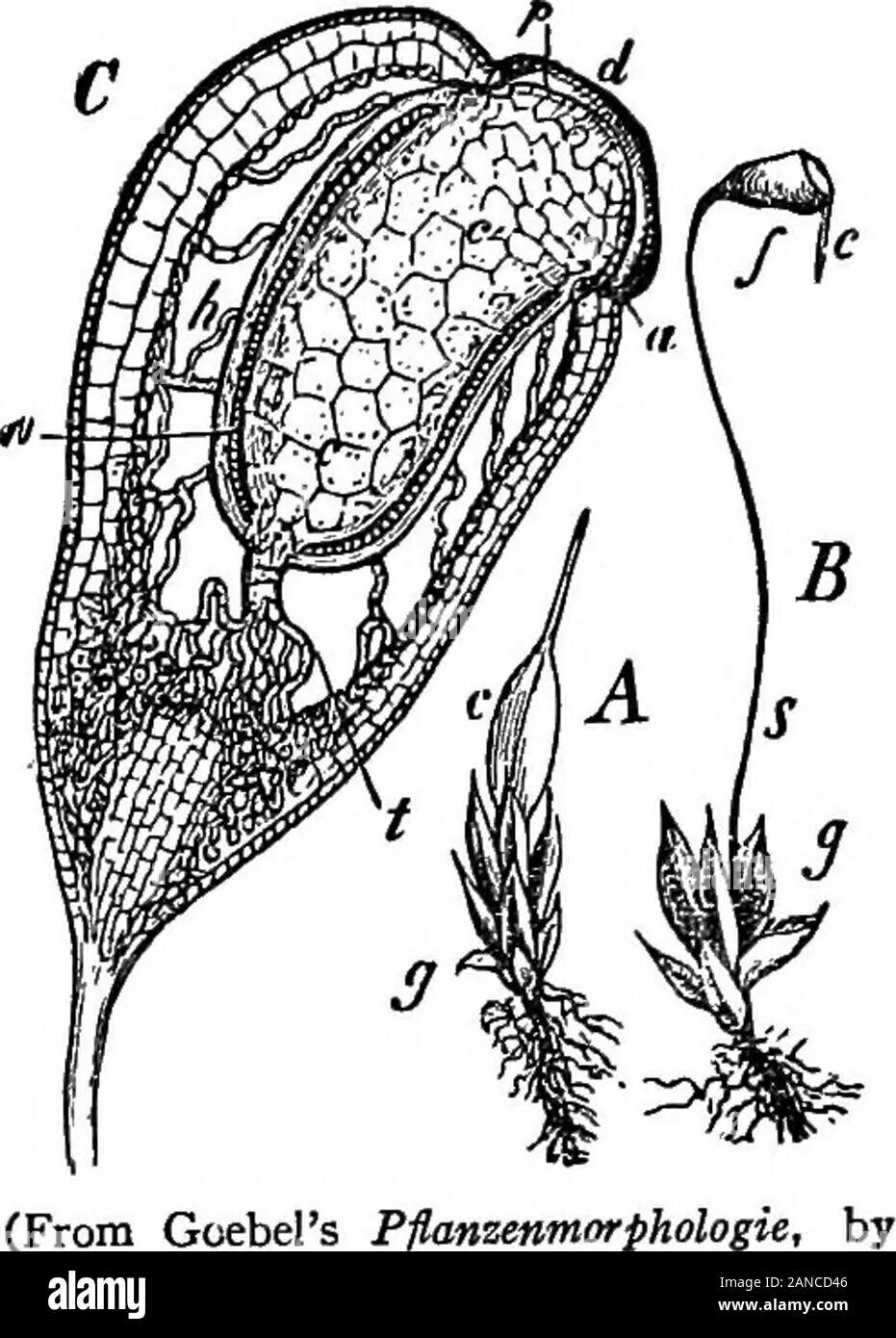 Спорогон сфагнума. Funaria hygrometrica. Фунария размножение. Фунария строение. Фунария рисунок.