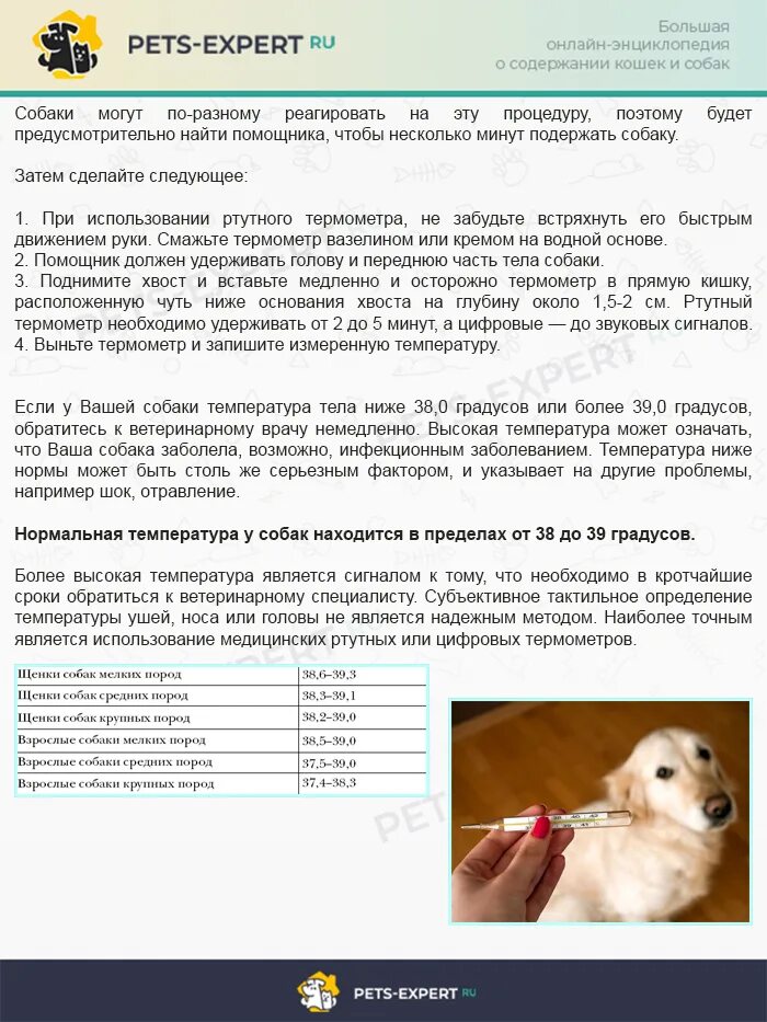 Почему у собаки температура. Как мерить температуру собаке. как измеряется температура у собаки. как измерить температуру собаке. измерение температуры у собак.